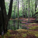 High Beach, Epping Forest