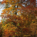 The Glade in Epping Forest